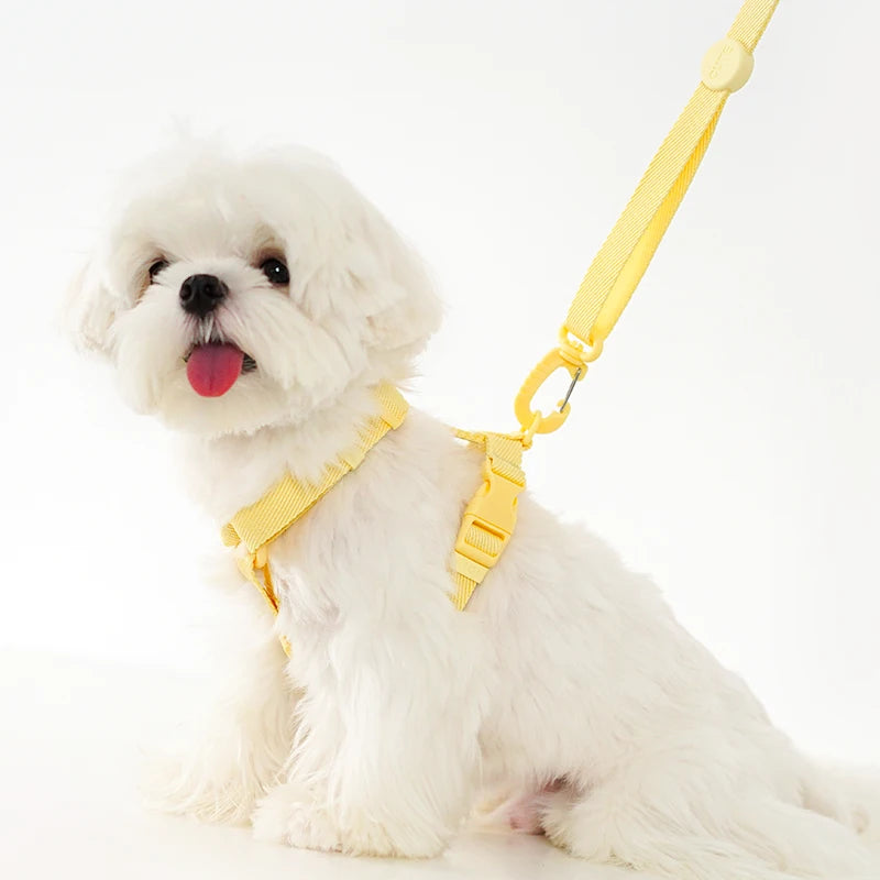 Ensemble harnais et laisse réglable pour chien